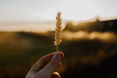 Holding a brown grass
